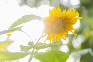 bellissimo girasole su un' soleggiato giorno con un' naturale sfondo. selettivo messa a fuoco. alto qualità foto