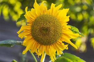 bellissimo girasole su un' soleggiato giorno con un' naturale sfondo. selettivo messa a fuoco. alto qualità foto