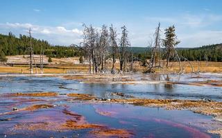 morto alberi in mezzo geotermico paesaggio a scaldabagno bacino nel Yellowstone parco foto