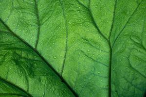 bellissimo verde foglia venato nel acqua goccioline. astratto, strutturato sfondo. copia spazio. parte inferiore Visualizza. foto