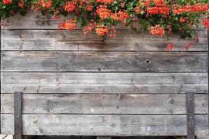 strutturato sfondo di Esposto alle intemperie di legno tavole e bellissimo rosso fiori sospeso a partire dal sopra. copia spazio. foto