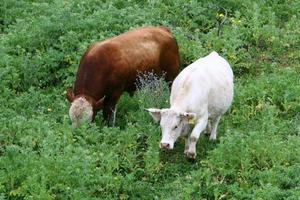 un' mandria di mucche è pascolo nel un' foresta radura. foto