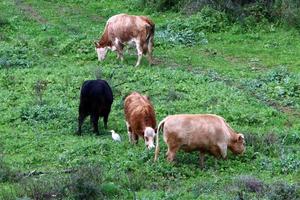un' mandria di mucche è pascolo nel un' foresta radura. foto