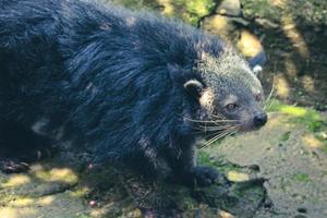 Questo è foto di un' Binturong a ragunano zoo.