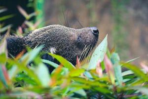 Questo è foto di un' Binturong a ragunano zoo.