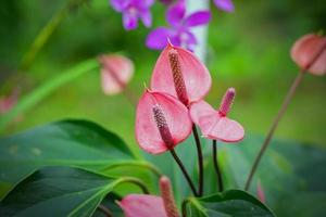 bellissimi fiori di spadice foto