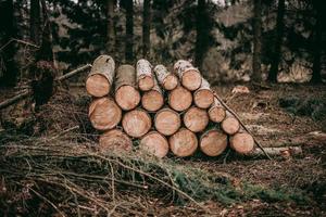 mucchio di tronchi di legno foto