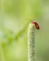 scarabeo rosso comune del soldato foto