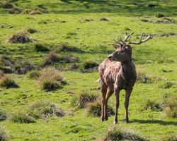 cervo rosso buck foto