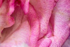 rosa rosa, sfondo fiore macro