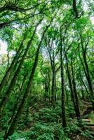 alberi nella foresta foto