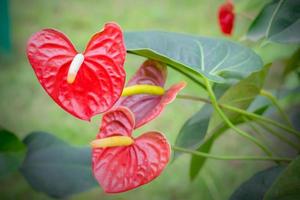 bellissimi fiori di spadice foto