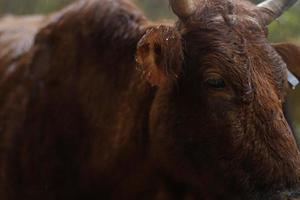 una mucca marrone in una giornata piovosa foto