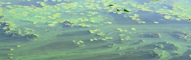 il superficie di un vecchio palude coperto con lemna e giglio le foglie foto