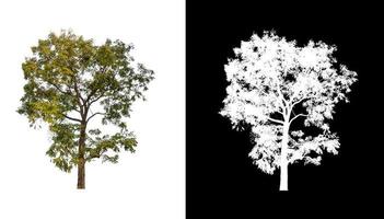 singolo albero con ritaglio sentiero e alfa canale su nero sfondo foto