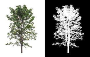 albero isolato su bianca sfondo con ritaglio sentiero e alfa canale foto