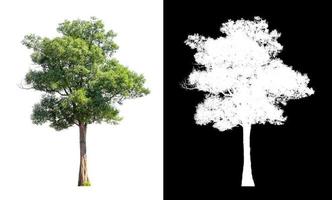 singolo albero con ritaglio sentiero e alfa canale su nero sfondo foto