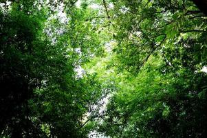 fertili foglie verdi e alberi c'è una luce che risplende nel bellissimo concetto naturale. foto