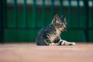 foto di un' vagante gatto con bokeh.