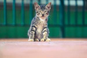 foto di un' vagante gatto con bokeh.