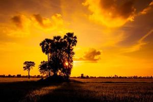 silhouette di palma alberi bellissimo tramonto su cielo per viaggio e vacanza foto