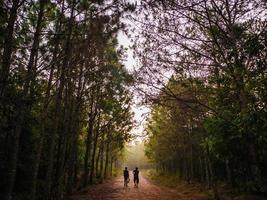 natura pista nel il mattina su phu kradueng montagna nazionale parco nel loei città thailandia.phu kradueng montagna nazionale parco il famoso viaggio destinazione foto