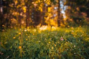 bellissimo naturale colorato foresta campo presto autunno stagione. prato natura tramonto fioritura margherita fiori, sole raggi travi. avvicinamento sfocatura bokeh bosco foresta natura. idilliaco panoramico floreale paesaggio foto