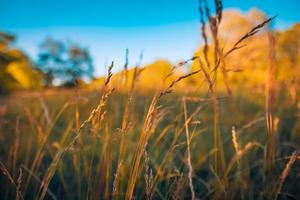 bellissimo vicino su ecologia natura paesaggio con prato. astratto erba sfondo. astratto naturale freschezza con bellezza sfocato bokeh ambiente. ispirazione natura concetto foto