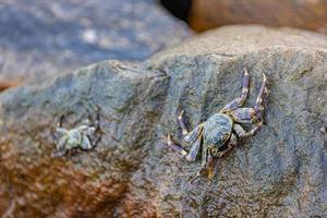 marino animali selvatici, riva costa di spiaggia. bellissimo grappolo albolineato Granchio soggiorno su superiore di bagnato mare roccia su il spiaggia. morbido bokeh rocce e onde sfondo. foto