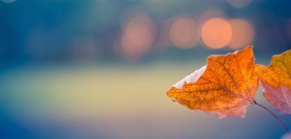 bellissimo astratto autunno paesaggio, giallo alberi e tramonto bokeh. colorato sfocato erba prato fogliame nel il parco. caduta le foglie naturale sfondo, copia spazio solo le foglie. idilliaco autunno natura foto