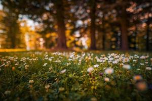 bellissimo naturale colorato foresta campo presto autunno stagione. prato natura tramonto fioritura margherita fiori, sole raggi travi. avvicinamento sfocatura bokeh bosco foresta natura. idilliaco panoramico floreale paesaggio foto