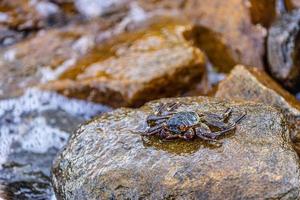 marino animali selvatici, riva costa di spiaggia. bellissimo grappolo albolineato Granchio soggiorno su superiore di bagnato mare roccia su il spiaggia. morbido bokeh rocce e onde sfondo. foto