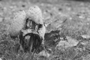 un' gruppo di vecchio crestato sentore prese nel nero e bianca, nel un' prato decadendo. foto