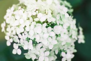 bianca ortensia fiore con copia spazio su un' verde le foglie sfondo nel il giardino foto