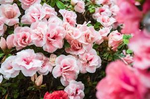 delicato bianco-rosa fiori di rododendro. bellissimo lussureggiante fioritura arbusto con verde le foglie. foto