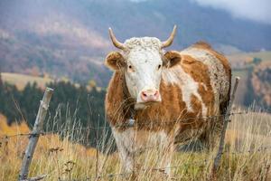 un' bellissimo e contento mucca pascolo su un' altopiano nel il carpazi montagne nel Romania. mucca all'aperto su il pianura. foto