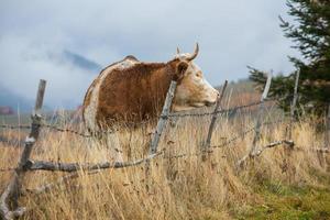 un' bellissimo e contento mucca pascolo su un' altopiano nel il carpazi montagne nel Romania. mucca all'aperto su il pianura. foto