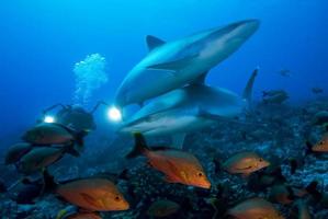 carcharhinus albimarginatus / squalo pinna d'argento foto