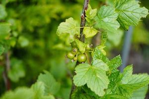 nero ribes ribes nigrum le foglie e frutti di bosco foto