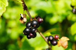 nero ribes ribes nigrum le foglie e frutti di bosco foto