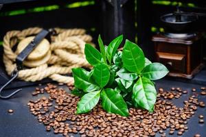 chicchi di caffè marroni appena tostati foto