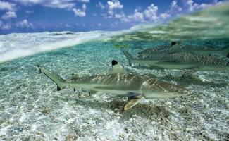 squalo pinna nera del reef / carcharhinus melanoptã © rus foto