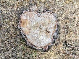 sega tagliare albero nel il forma di un' cuore foto