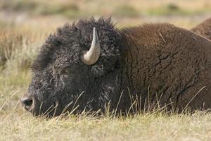 vicino su di un' bisonte su il pianure foto