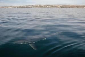 grande squalo bianco (carcharodon carcharias)