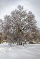 giorno Visualizza di congelato albero su inverno campo foto