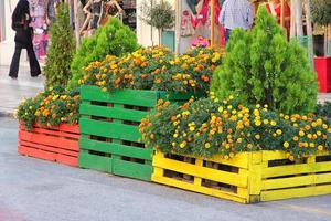 bellissimo fiore pentole con fiori su il strada foto