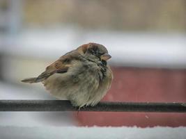 uno carino passero seduta su il rotaia nel inverno.bello morbido sfocato sfondo. foto