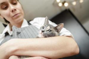 calma gatto bugie nel il braccia di un' donna nel un grembiule. animale domestico richiesto Attenzione e il proprietario abbracciato lui. foto