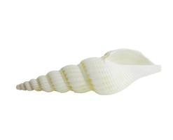 conchiglia marina isolata on white foto